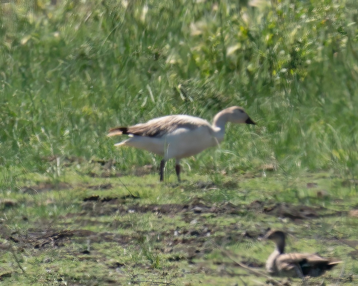 Цасны галуу - ML464388051