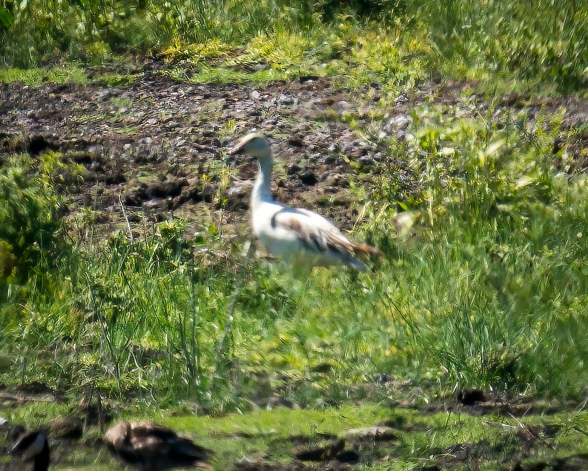 Цасны галуу - ML464388101