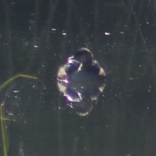 Australasian/Hoary-headed Grebe - ML464388141