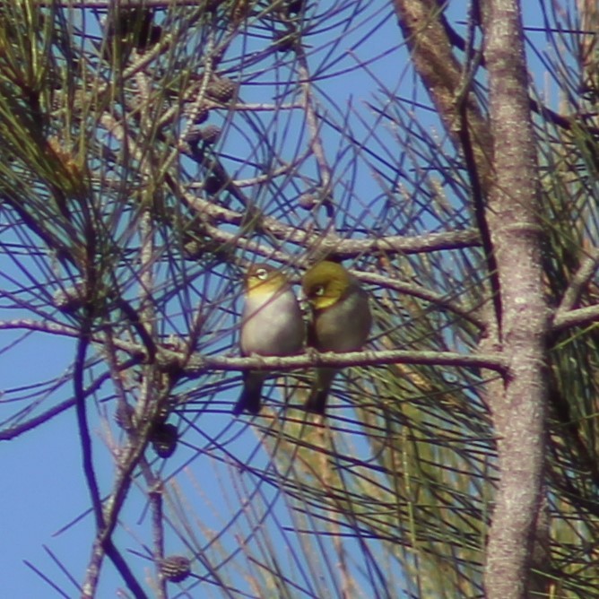 Silvereye - ML464388191