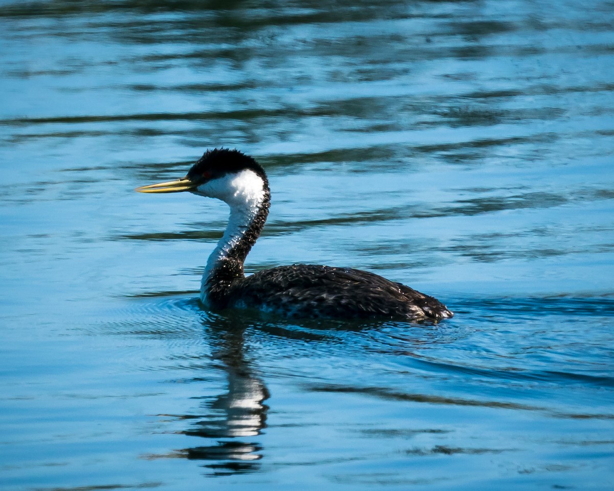 Western Grebe - Tim Frye