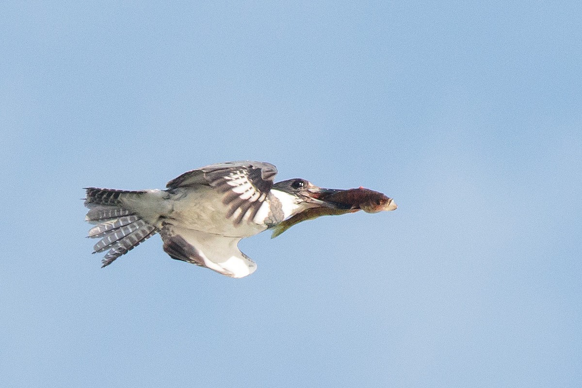 Belted Kingfisher - ML464388601