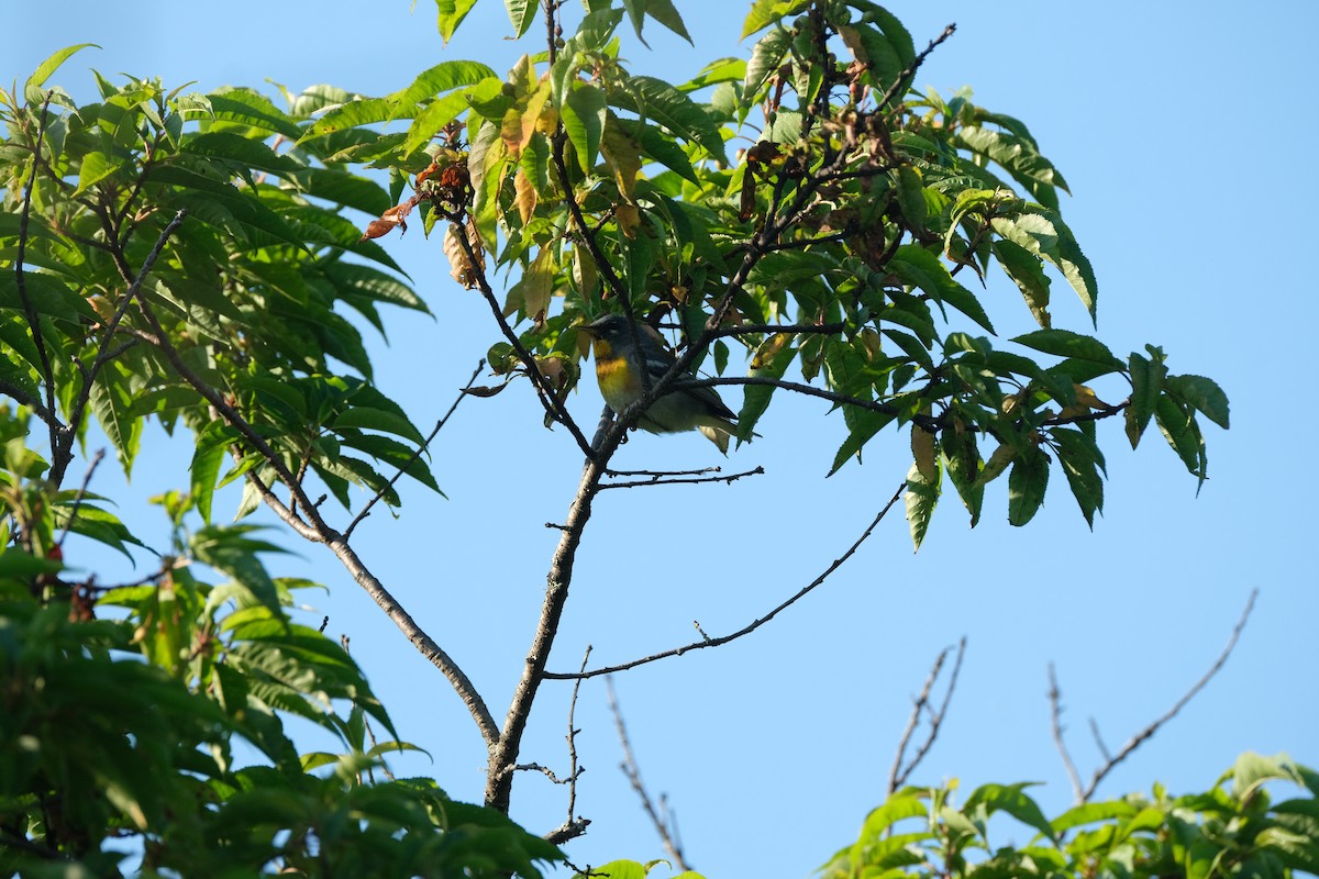 Northern Parula - ML464389681