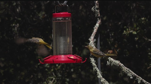 Oriole masqué (groupe nelsoni) - ML464390241