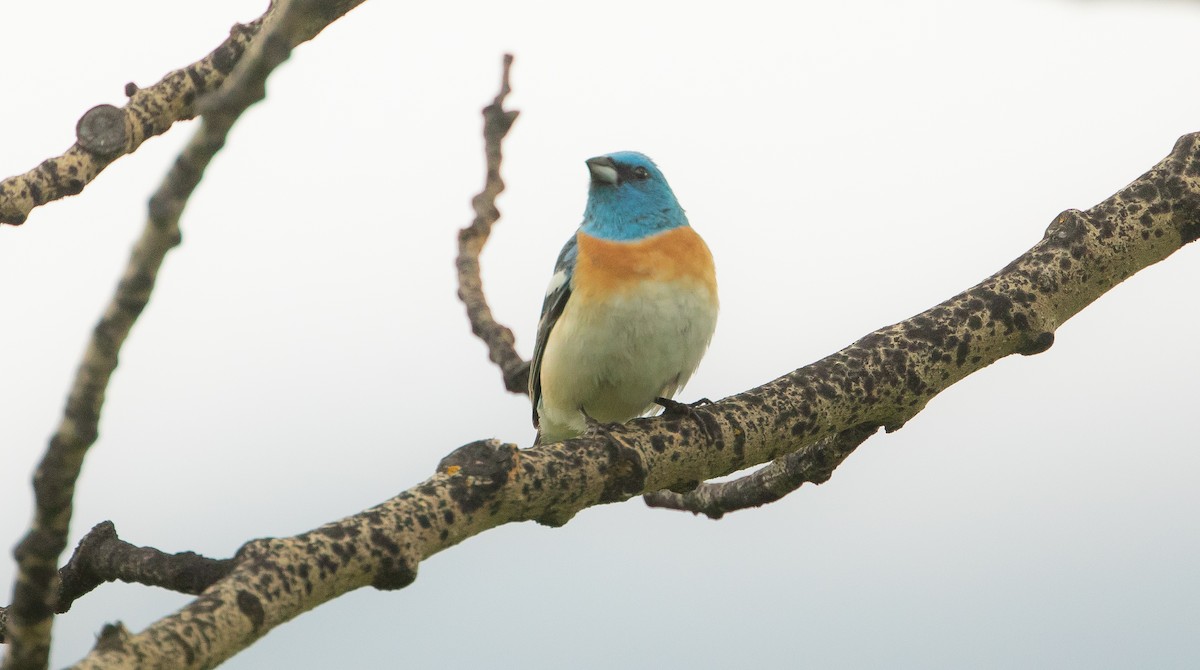 Lazuli Bunting - ML464390361