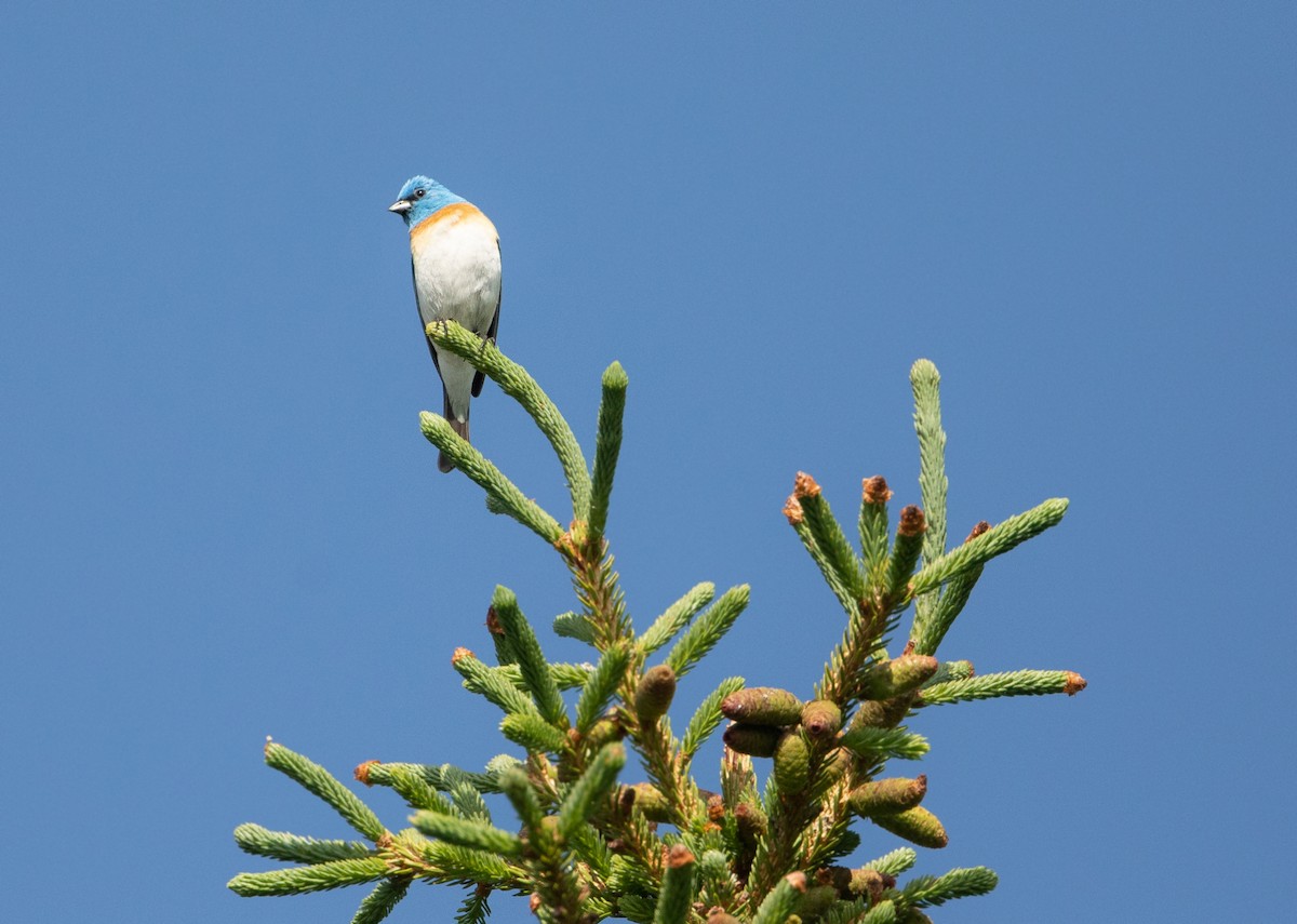 Lazuli Bunting - ML464390391
