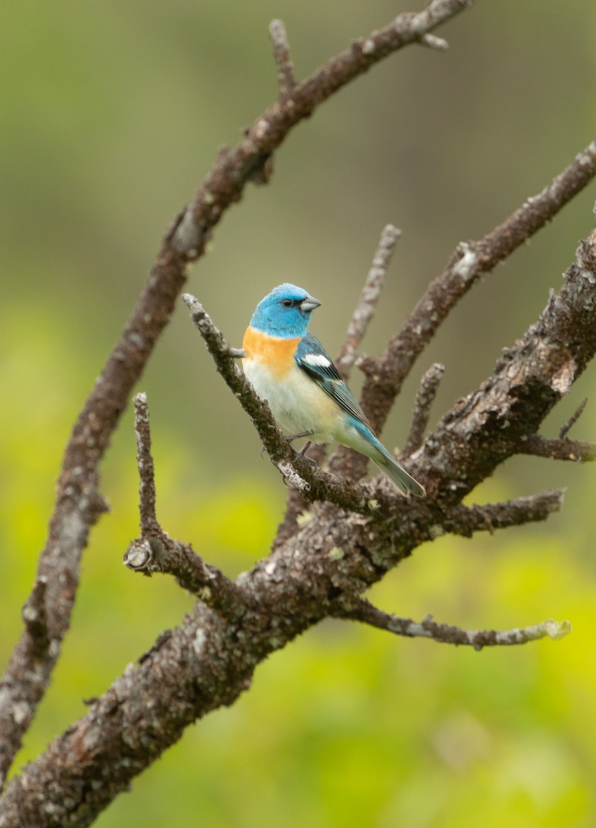 Lazuli Bunting - ML464390431
