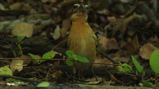 Black-headed Grosbeak - ML464392