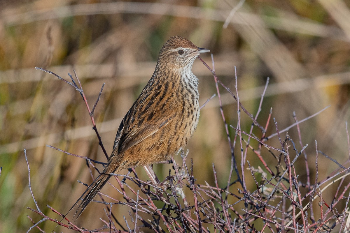 New Zealand Fernbird - ML464393431