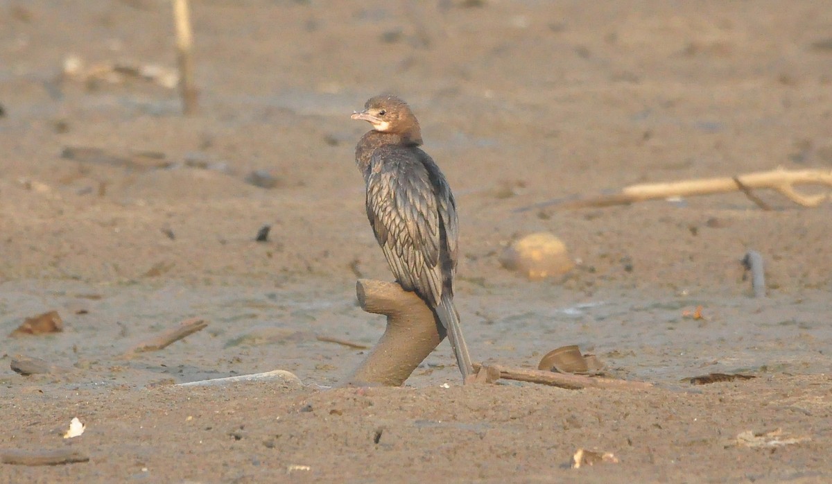 Little Cormorant - ML464394021