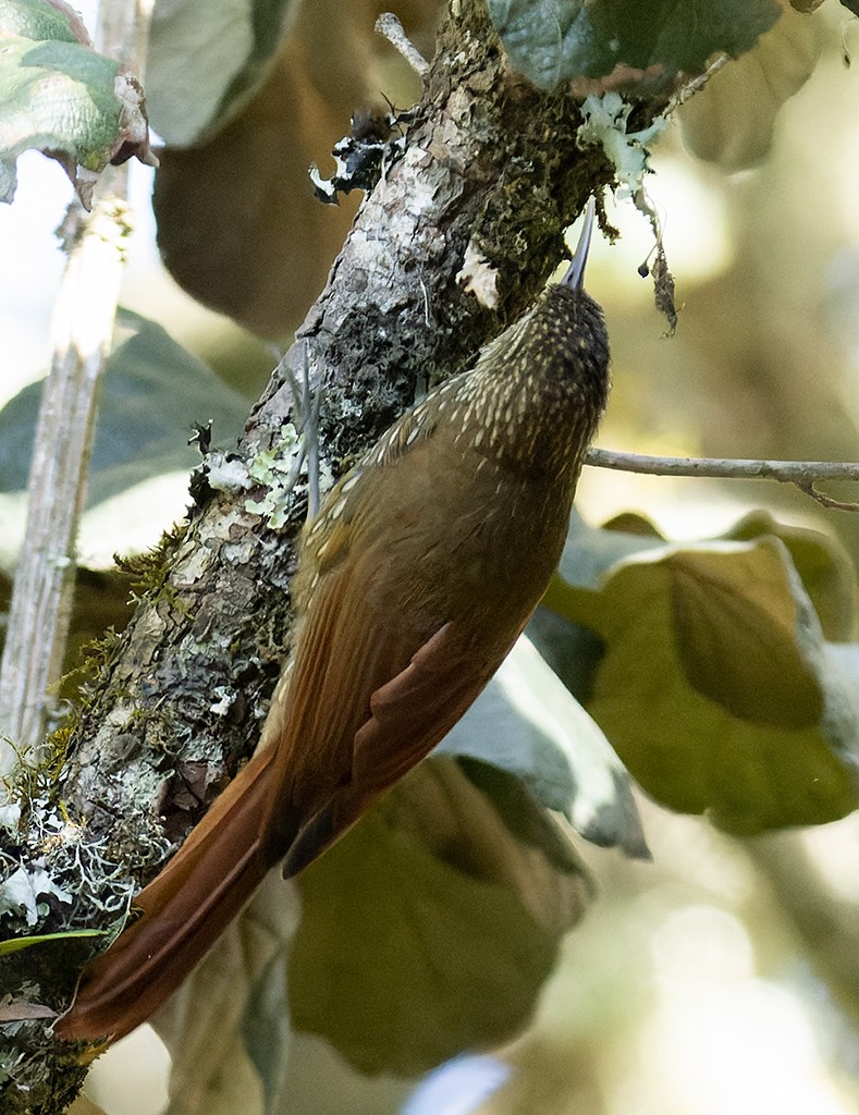 Spot-crowned Woodcreeper (Northern) - manuel grosselet