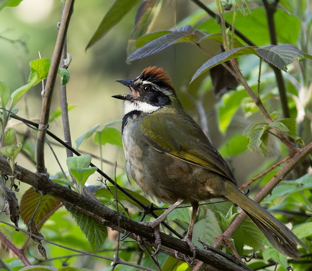 Collared Towhee - ML464394781