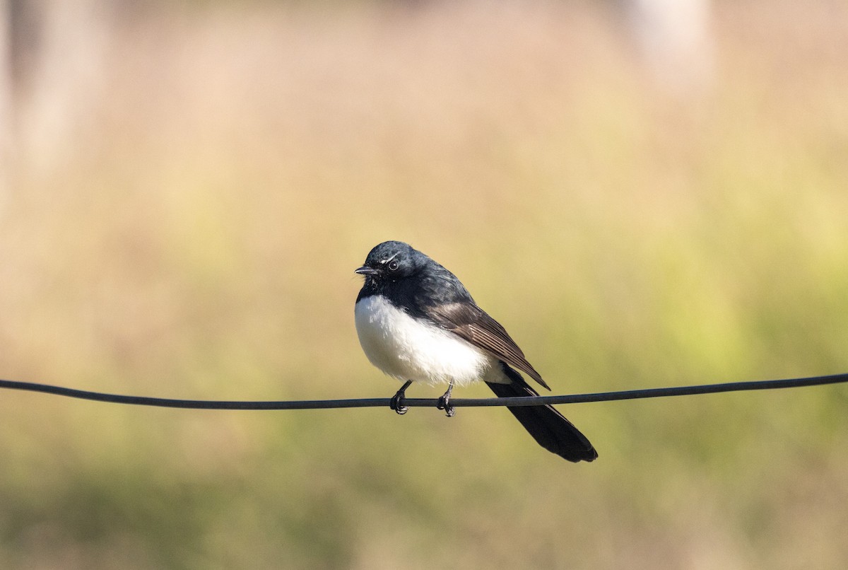 Willie-wagtail - ML464394941
