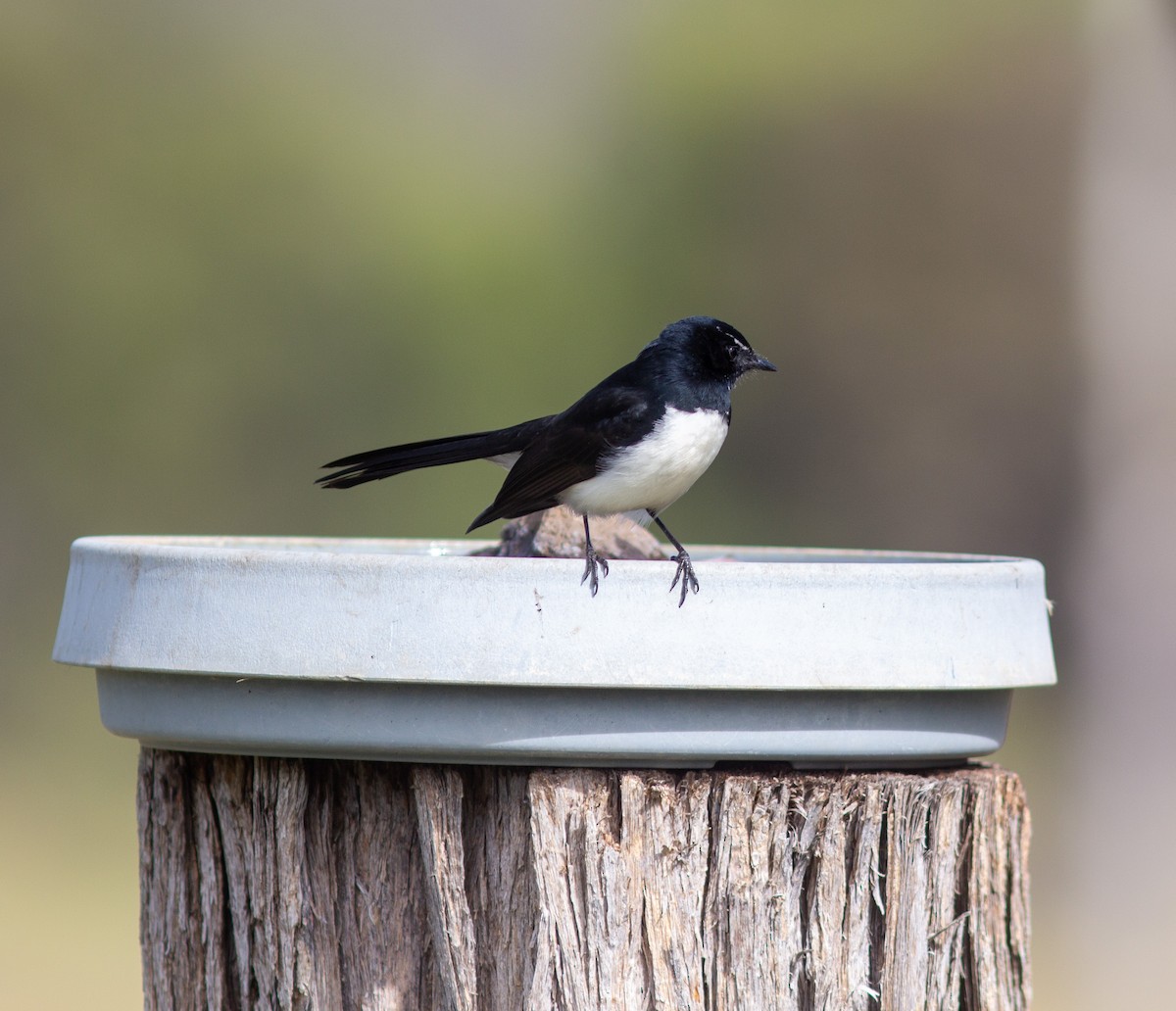 Willie-wagtail - ML464395321