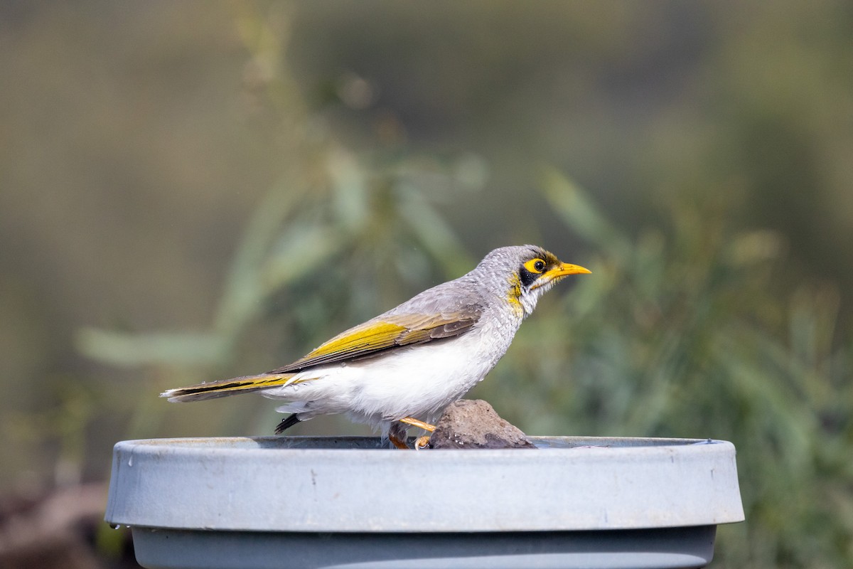 Yellow-throated Miner - ML464395401