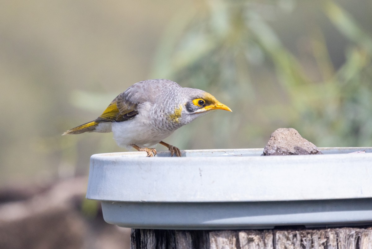 Yellow-throated Miner - ML464395411