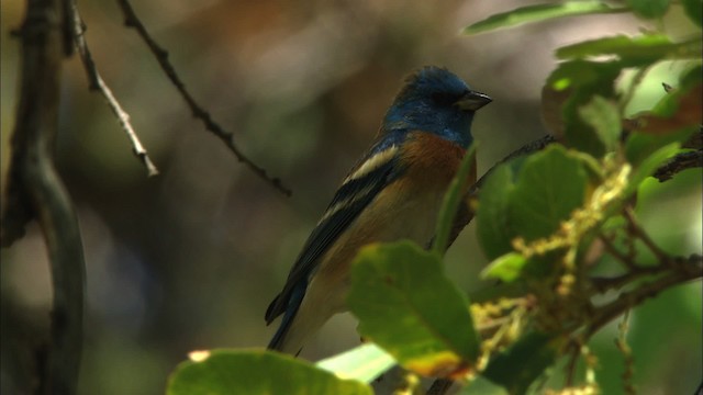 Lazuli Bunting - ML464396