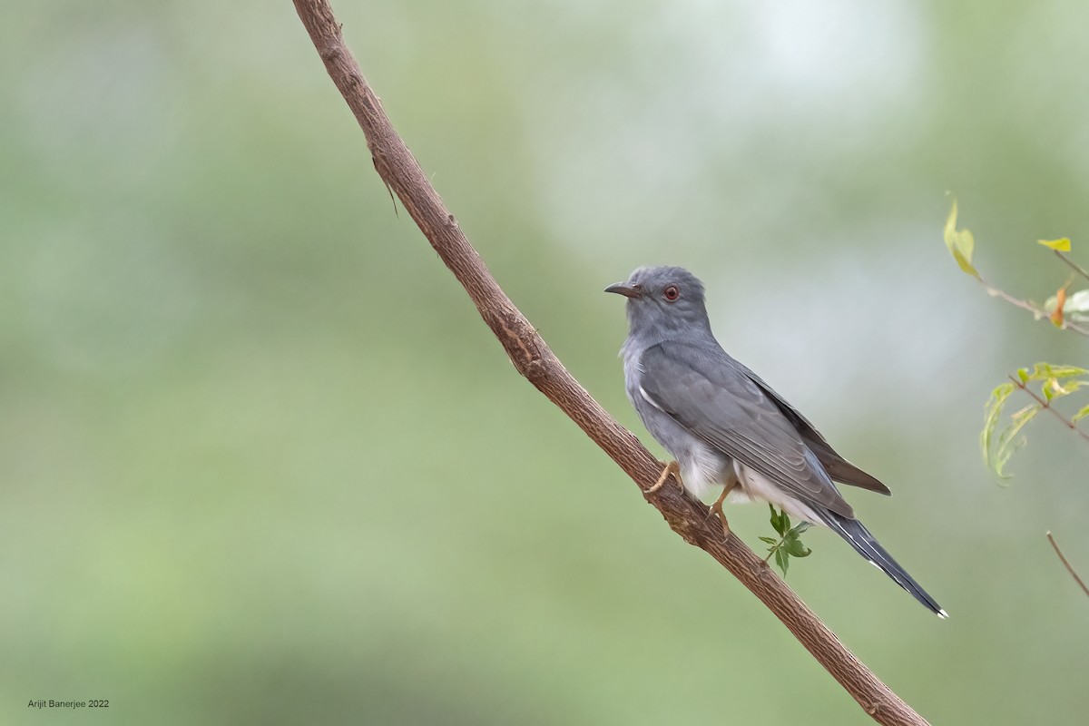 Gray-bellied Cuckoo - ML464397551
