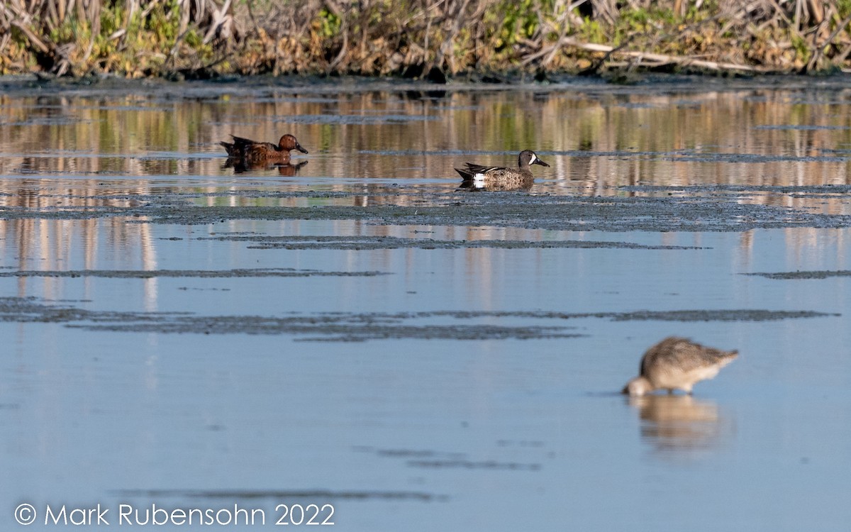 Blue-winged Teal - ML464398081