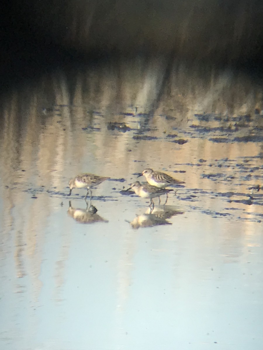 Semipalmated Sandpiper - ML464398401