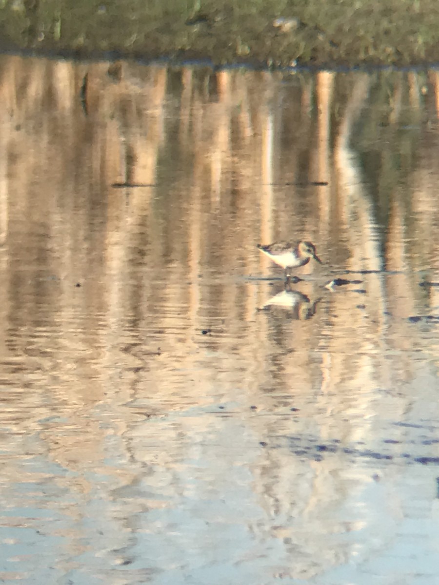 Semipalmated Sandpiper - ML464398411