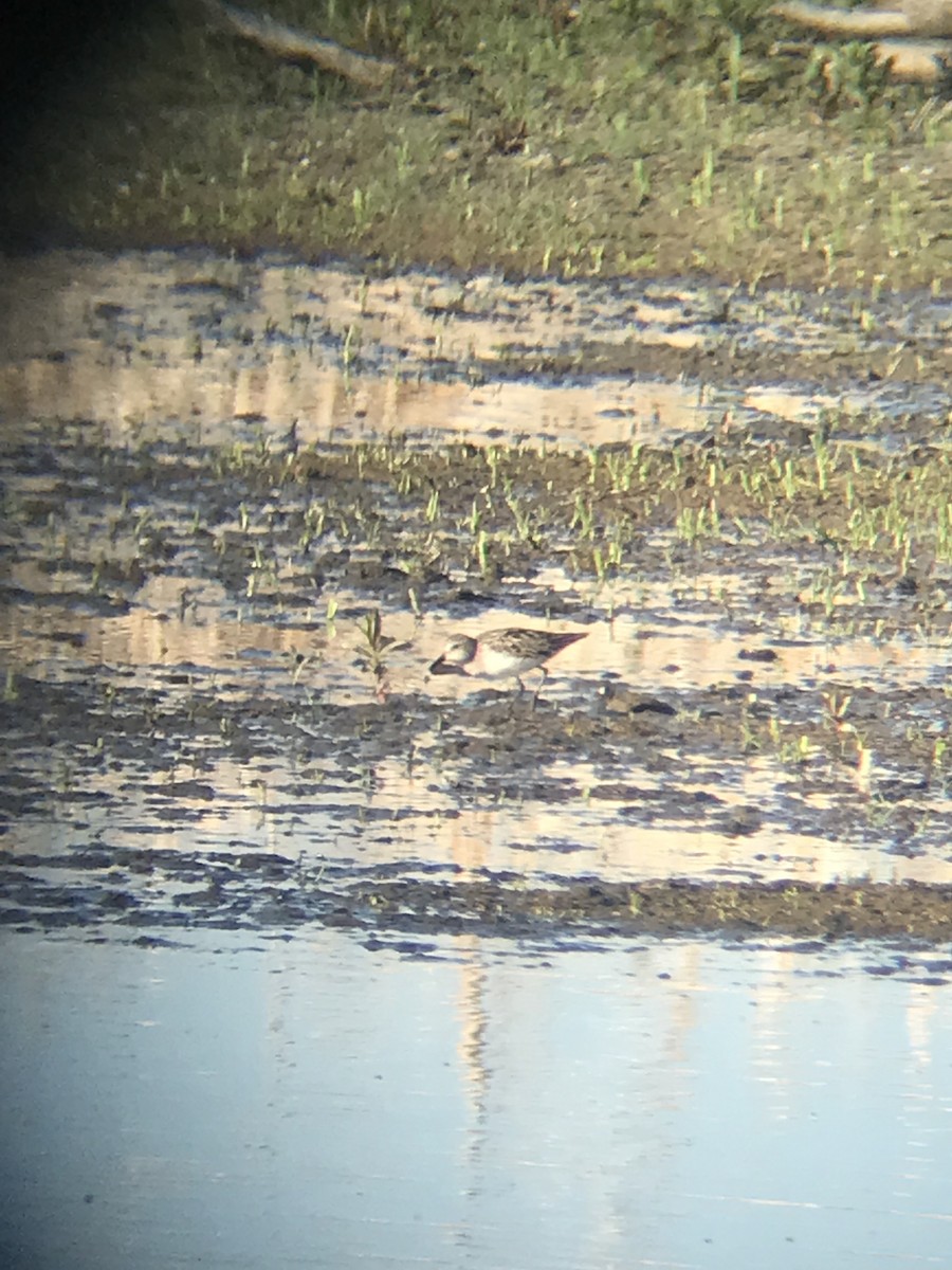 Semipalmated Sandpiper - ML464398421
