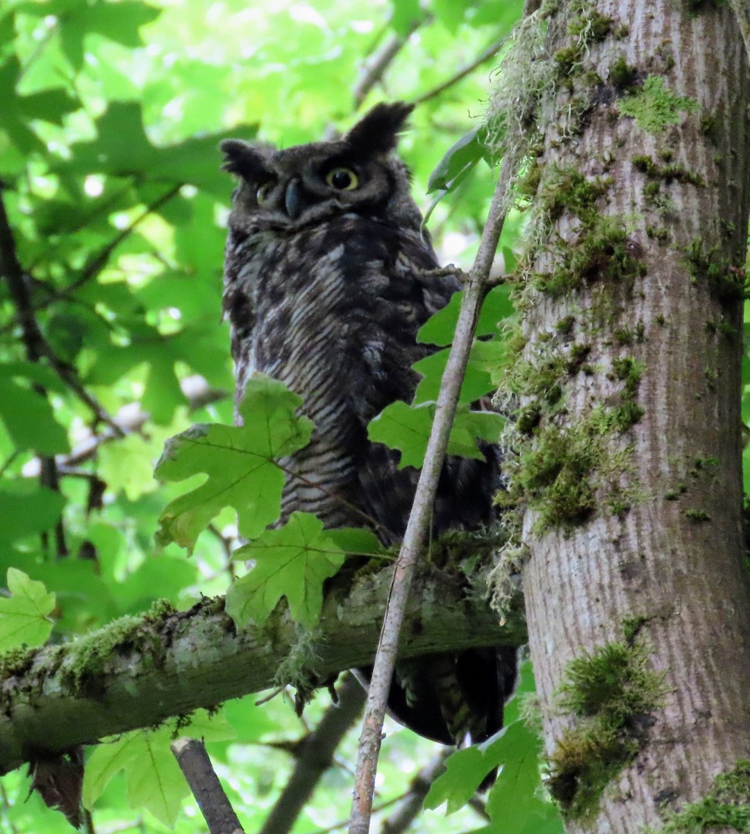 Great Horned Owl - ML464399261