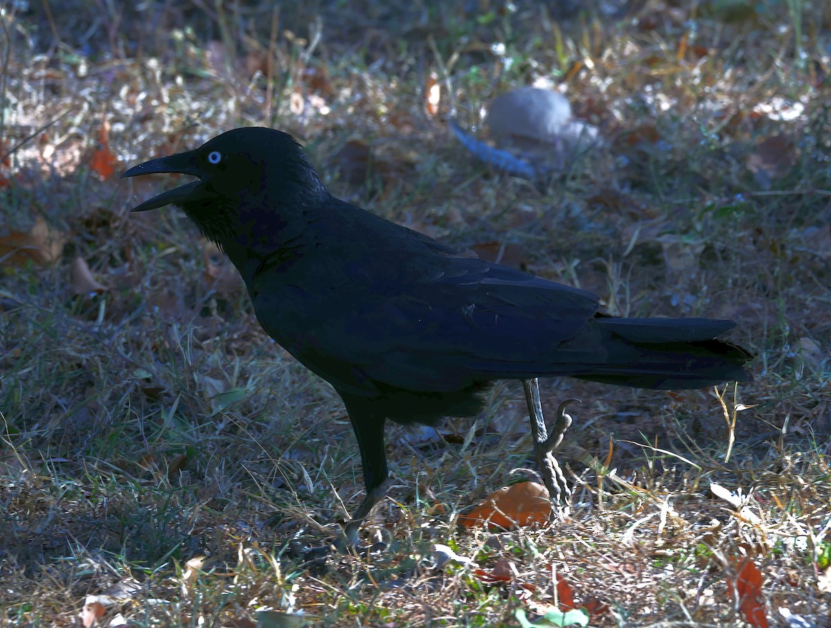 Corbeau de Torres - ML464399321