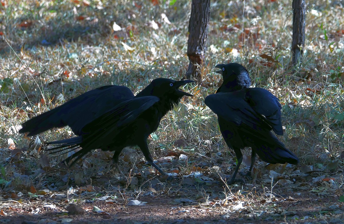 Corbeau de Torres - ML464399491