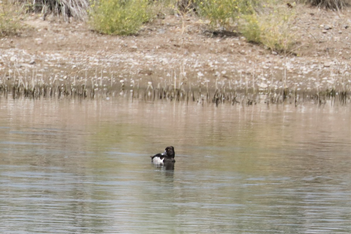 Ring-necked Duck - ML464399611