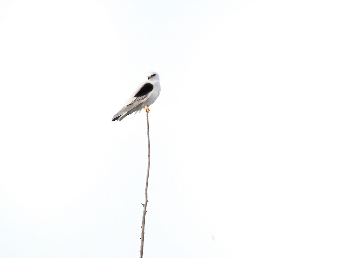 Black-shouldered Kite - Felix Watson