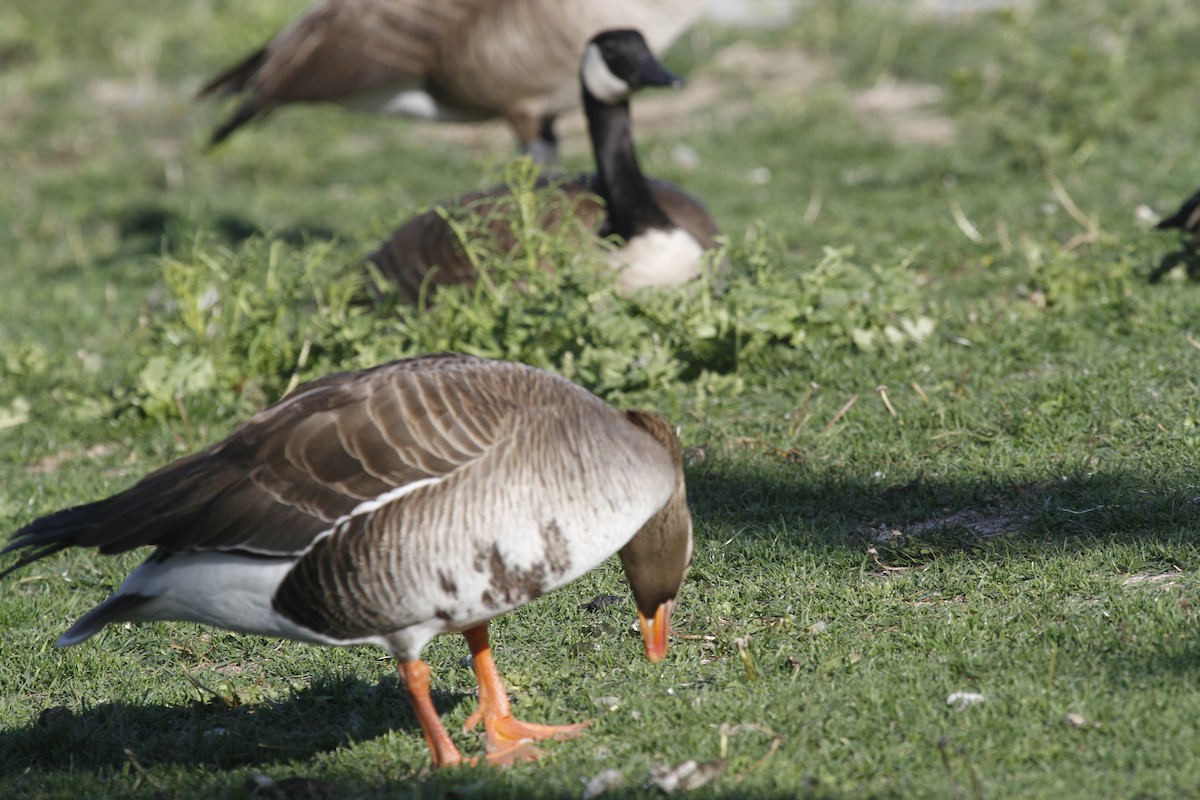 Greater White-fronted Goose - ML464399871