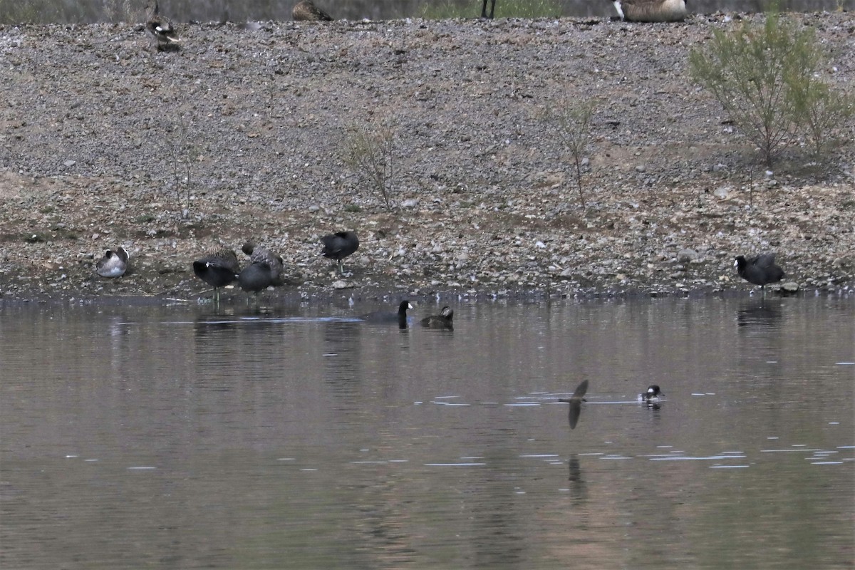 Bufflehead - Chuck Gates