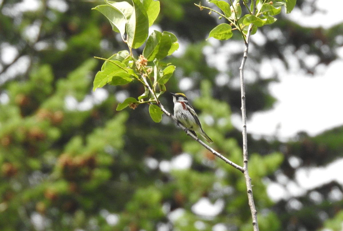 Chestnut-sided Warbler - Victoria Chaussee