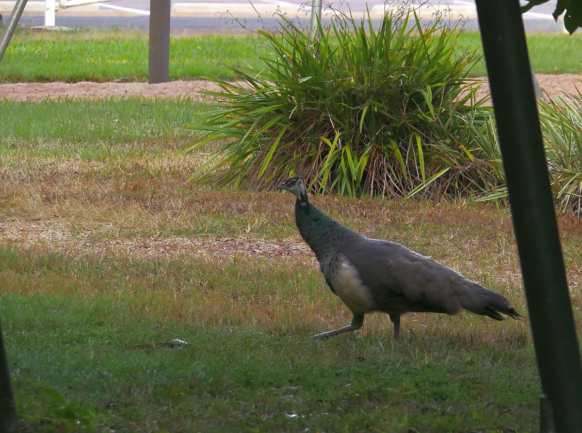 Indian Peafowl (Domestic type) - ML464400511