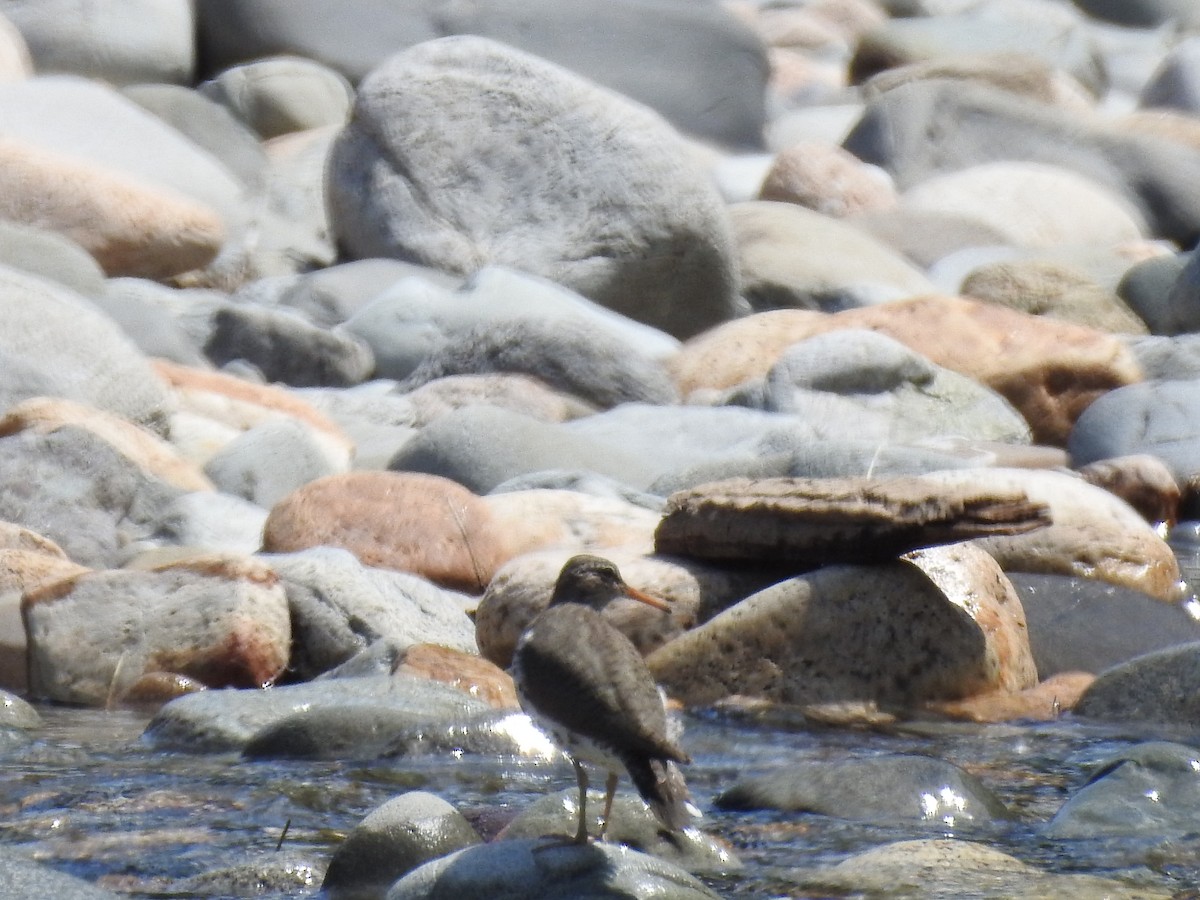Spotted Sandpiper - Victoria Chaussee