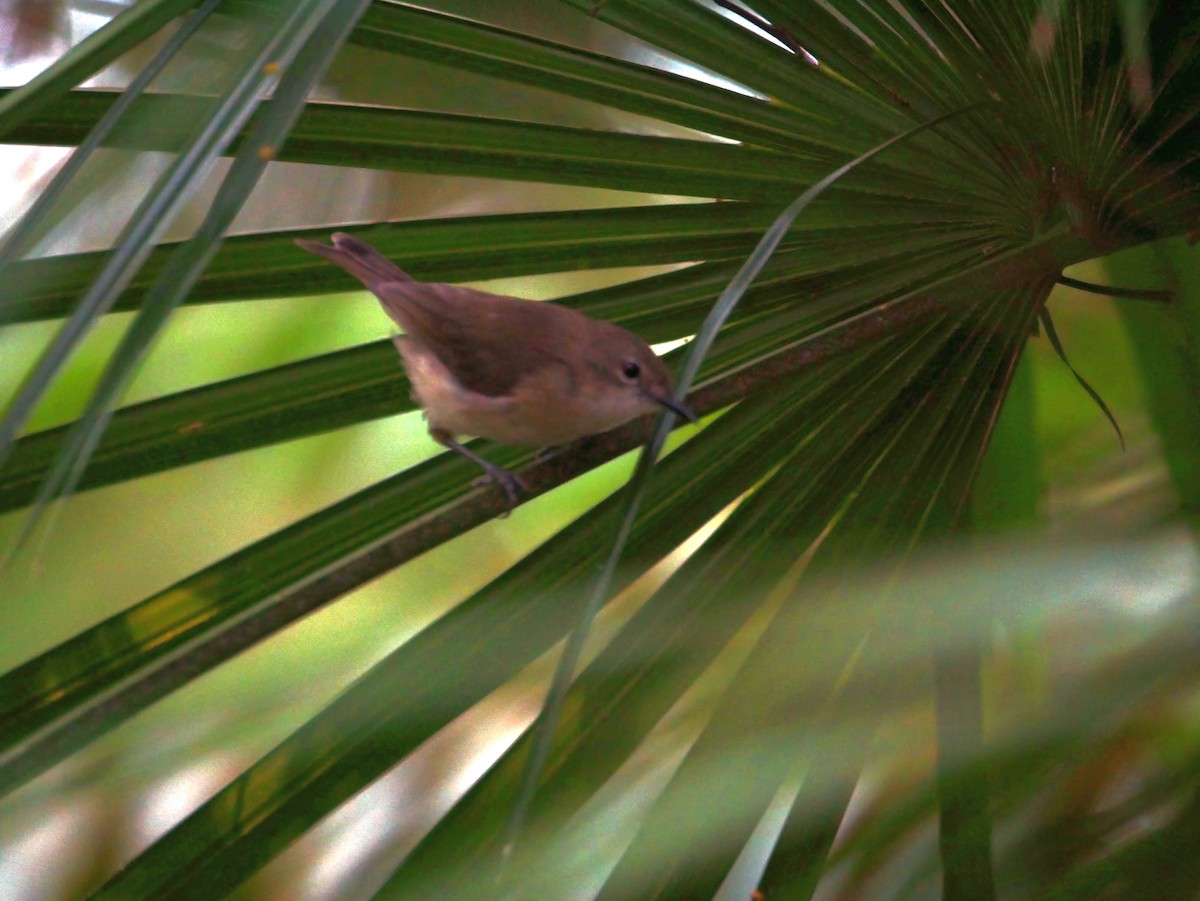 Large-billed Gerygone - ML464400791