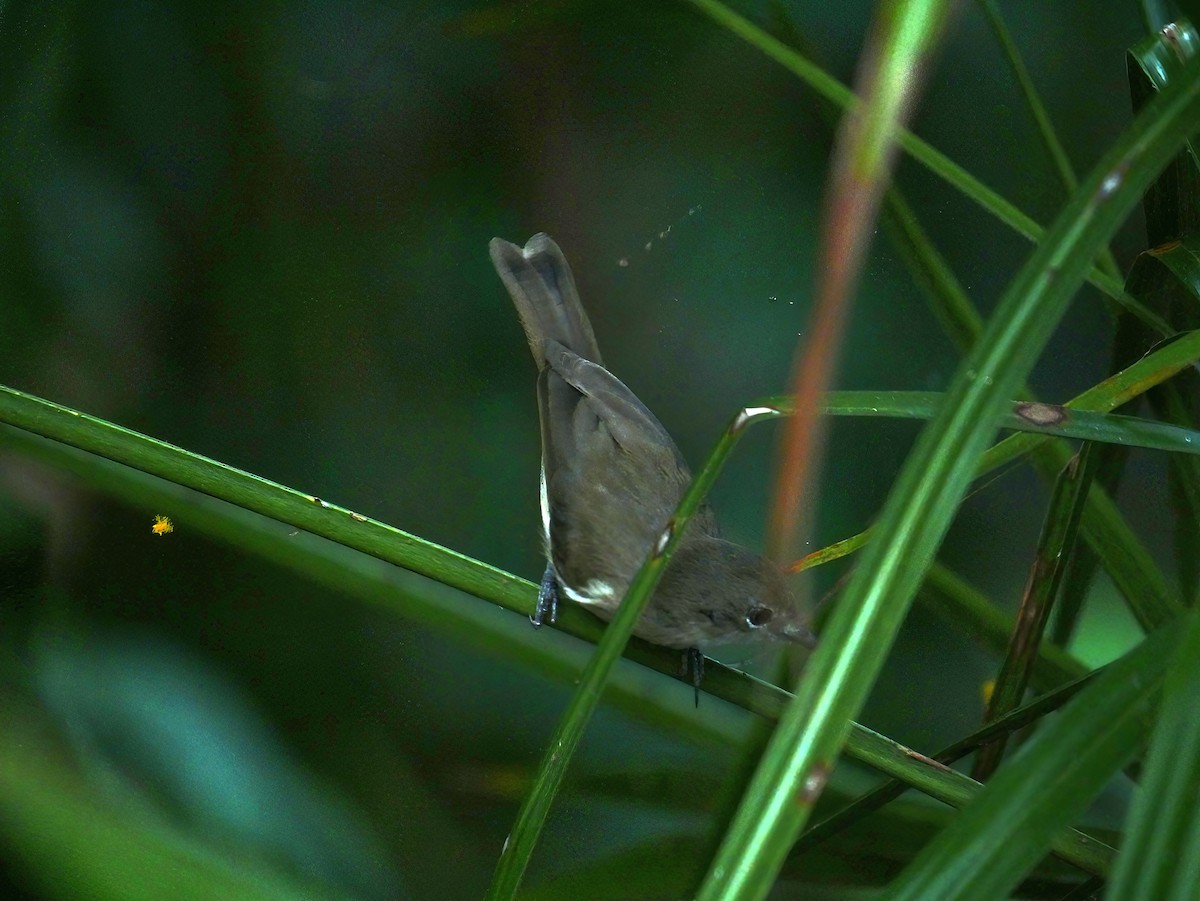 stornebbgerygone - ML464400921