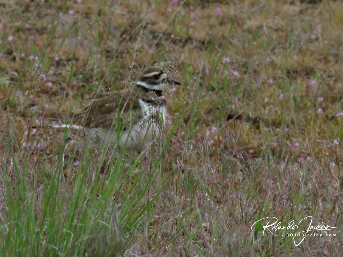 Killdeer - ML464401591