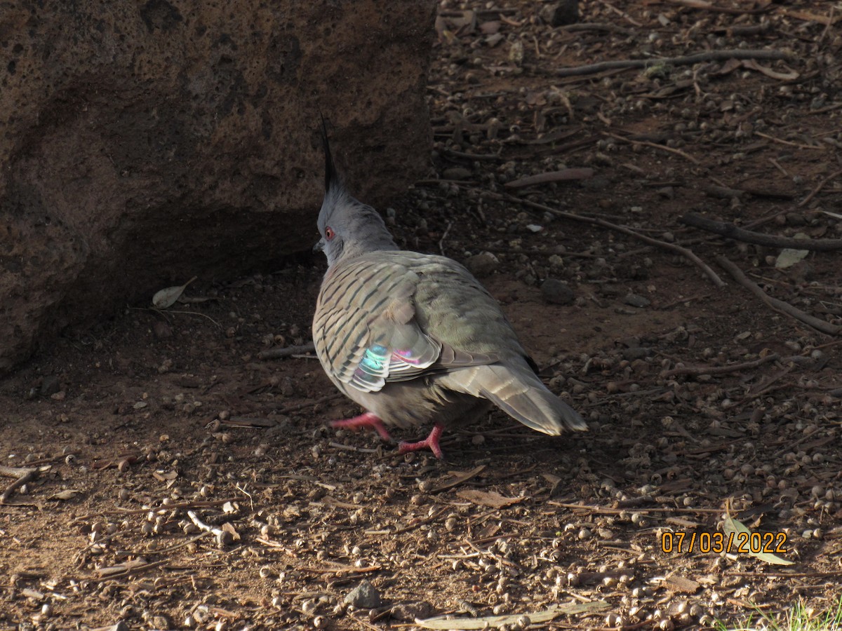 Crested Pigeon - ML464402051