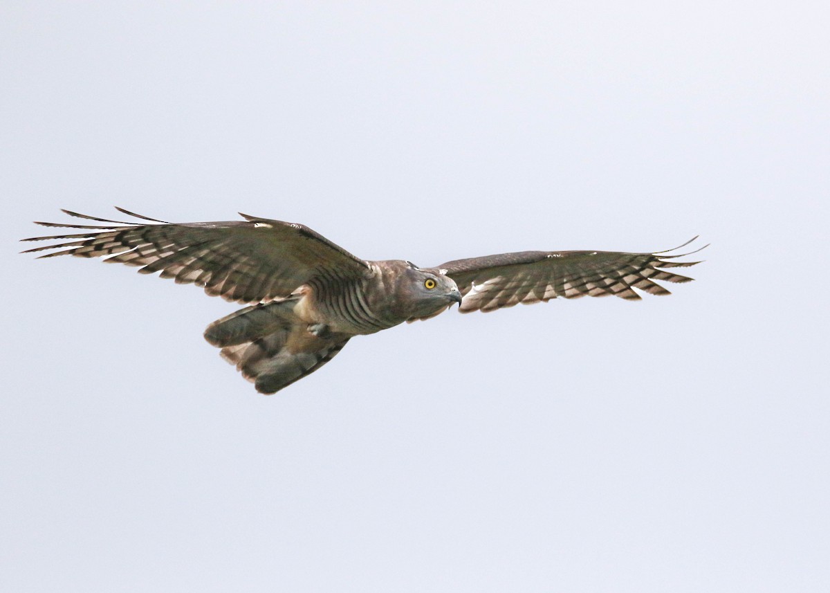 Pacific Baza - Felix Watson