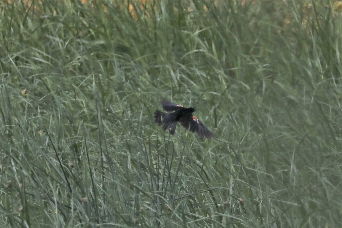 Tricolored Blackbird - ML464402761