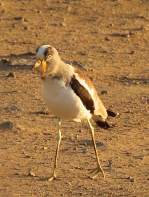 White-crowned Lapwing - Lloyd Nelson