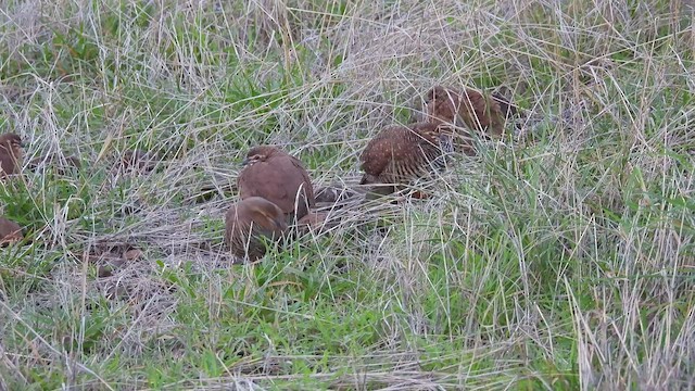 Rock Bush-Quail - ML464403411