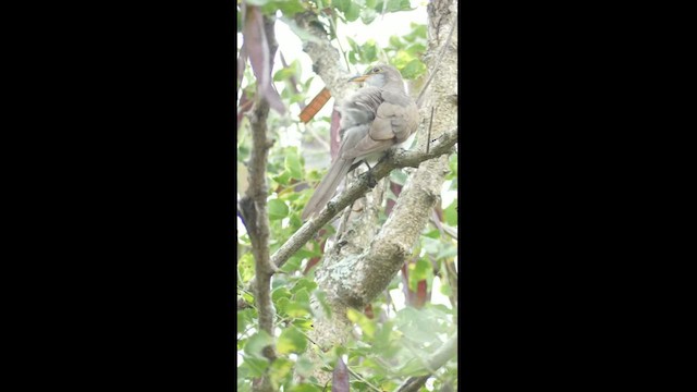 ギンムネカッコウ - ML464403621