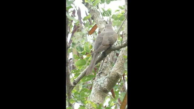 ギンムネカッコウ - ML464403631