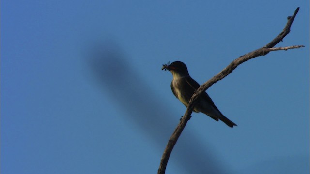 Olive-sided Flycatcher - ML464405