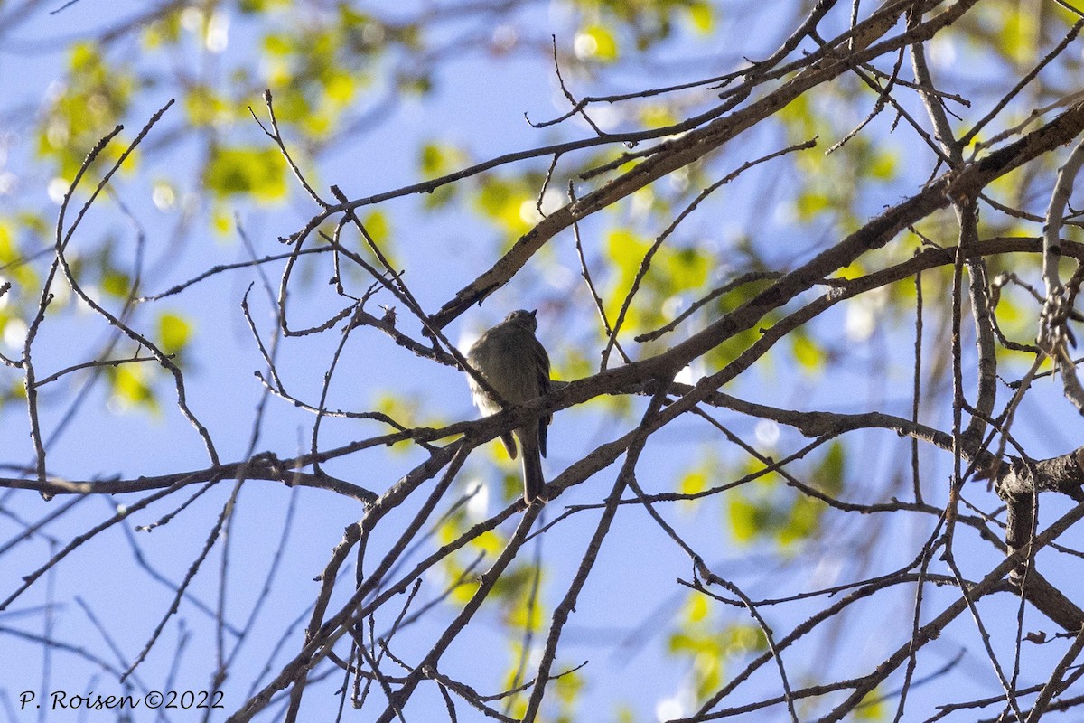 Hutton's Vireo - ML464407101