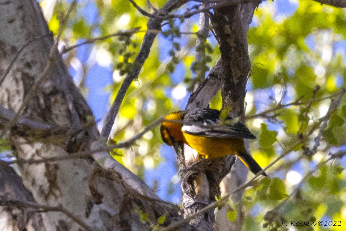 Bullock's Oriole - ML464407171