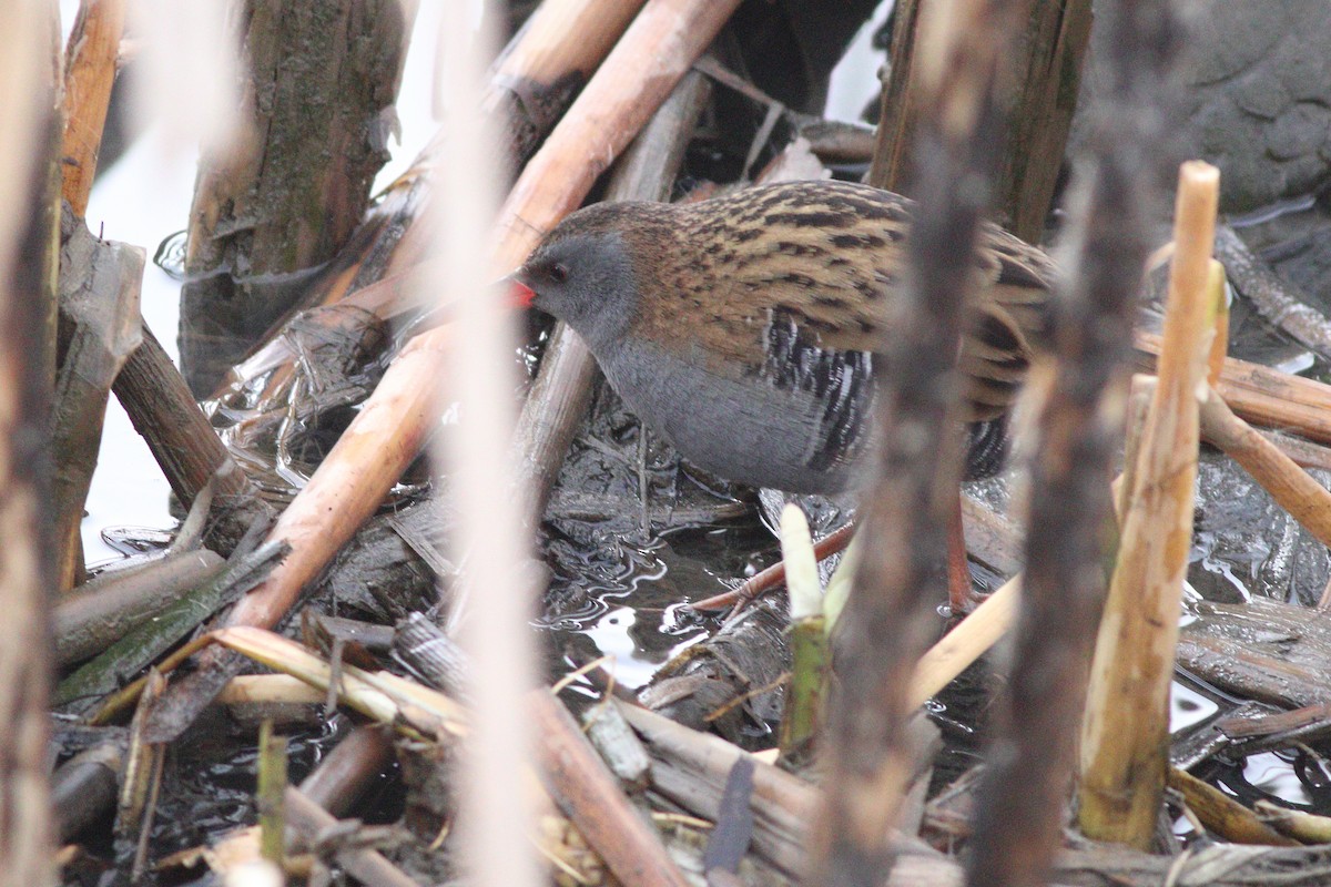 Water Rail - ML464407241